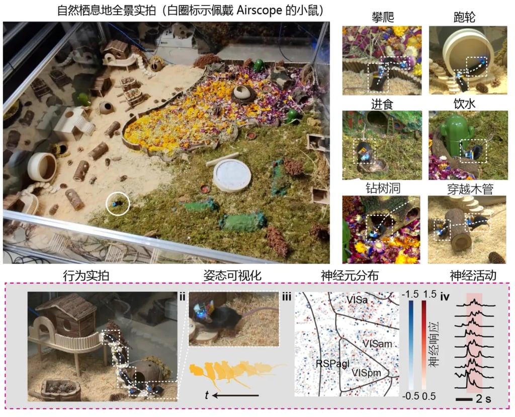 The mice were able to roam untethered during the experiment. Photo: Tsinghua university