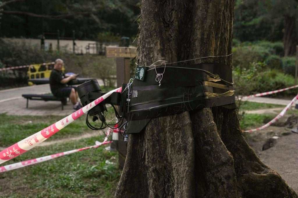 Lighting devices have been installed on trees on the Harlech Road and Lugard Road walk. Photo: Kit Lai