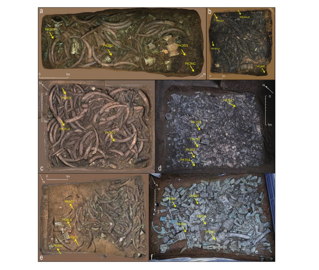 Through advanced protein analysis, scientists identified cattle bone fragments across multiple sacrificial pits at Sanxingdui, providing biomolecular proof of animal sacrifice alongside bronze, jade, and ivory treasures. Photo: Journal of Archaeological Science Through advanced protein analysis, scientists identified cattle bone fragments across multiple sacrificial pits at Sanxingdui, providing biomolecular proof of animal sacrifice alongside bronze, jade, and ivory treasures. Photo: Journal of Archaeological Science