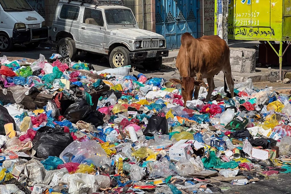 A cow rummages through rubbish in search of food on a street in Taiz, Yemen, on Tuesday. Photo: AFP A cow rummages through rubbish in search of food on a street in Taiz, Yemen, on Tuesday. Photo: AFP