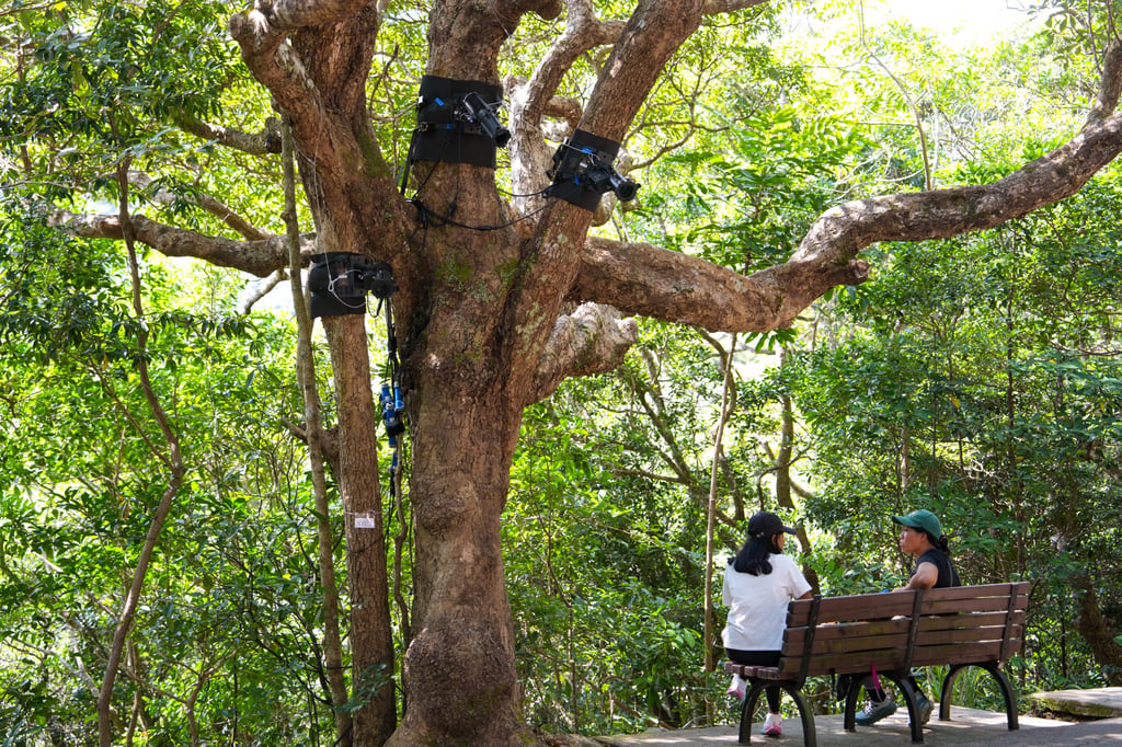 Lighting devices on a tree along Harlech Road on The Peak, where parts of a controversial trail lighting project have been removed following public concern. Photo: Sam Tsang