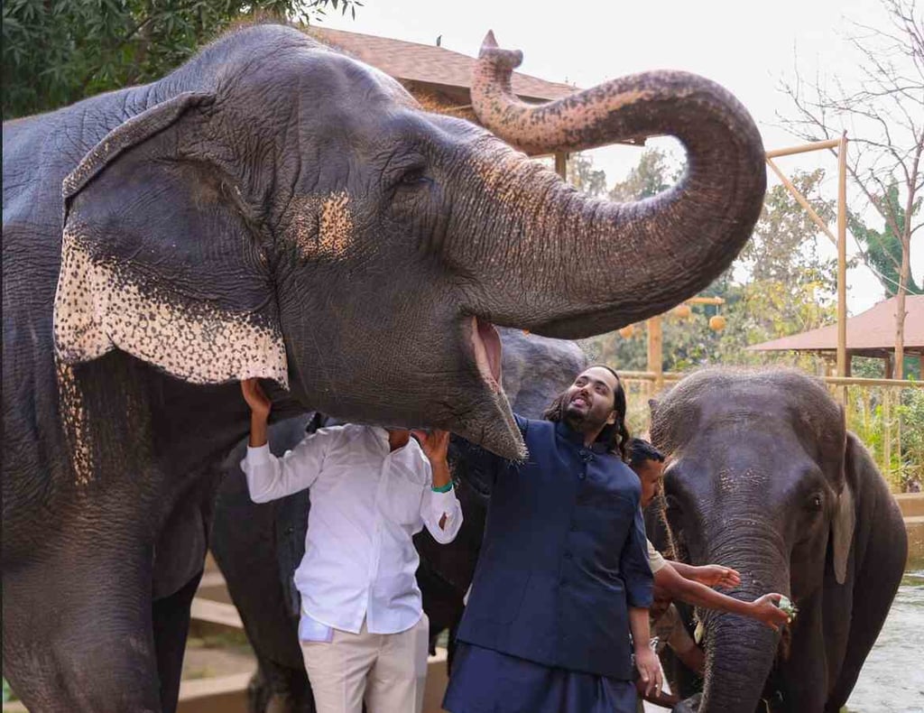 Indian businessman Anant Ambani plays with elephants at Vantara zoo in India. Photo: Handout