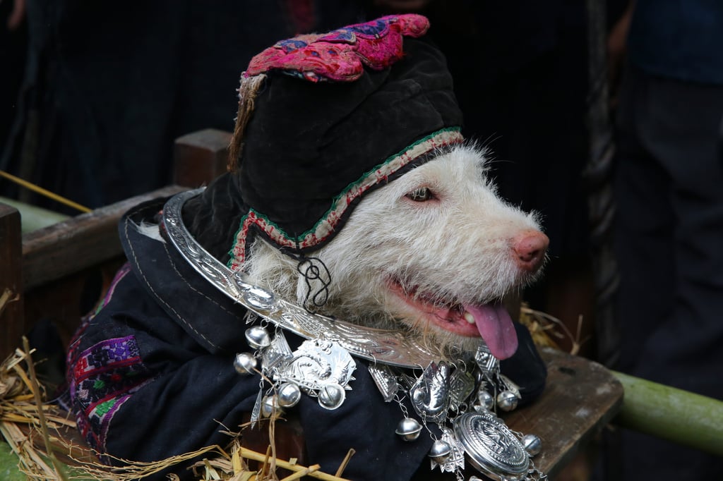 The chosen festival dog is dressed in traditional Miao attire, including a tiger-head hat and silver neck ring. Photo: Visual China Group via Getty Images