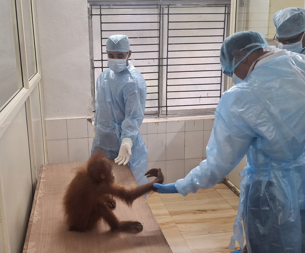 Veterinarians inspect a rescued baby orangutan at Nandankanan Zoo in Odisha, India, in September. Photo: Nandankanan Zoo / AP