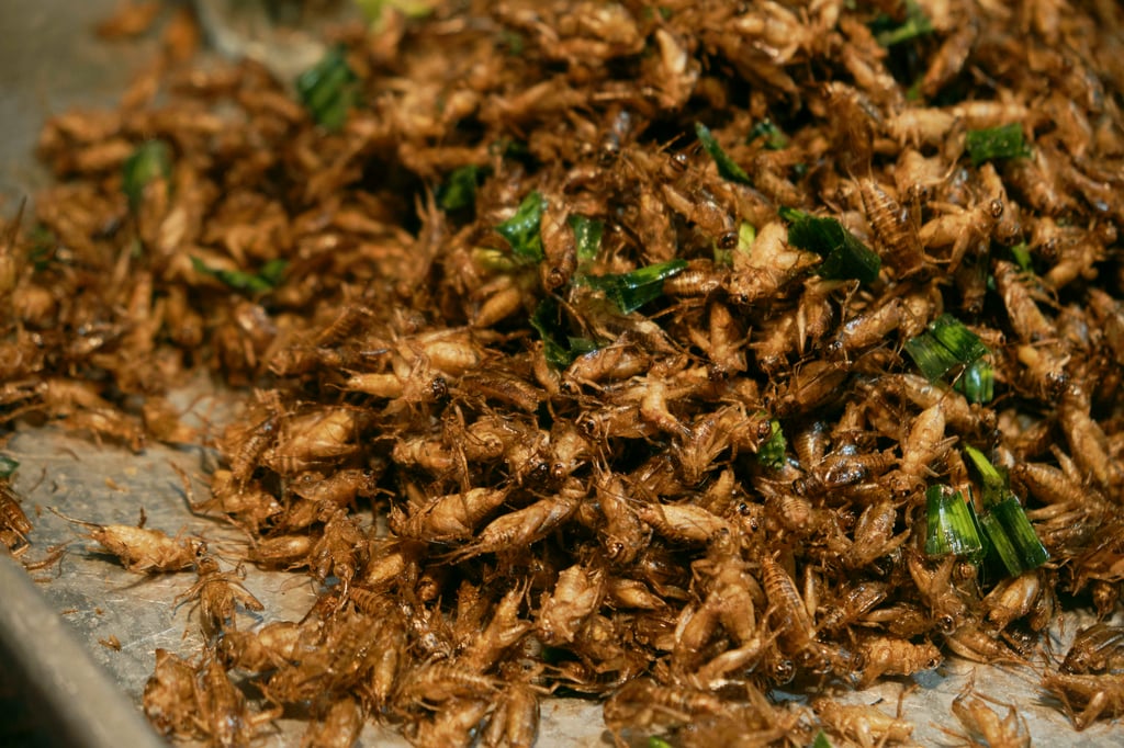 Crispy, seasoned to perfection, and surprisingly delicious, fried insects are the ultimate Thai night market culinary adventure — would you try them? Photo: Daniil Kiselev/SOPA Images/LightRocket via Getty Images Crispy, seasoned to perfection, and surprisingly delicious, fried insects are the ultimate Thai night market culinary adventure — would you try them? Photo: Daniil Kiselev/SOPA Images/LightRocket via Getty Images