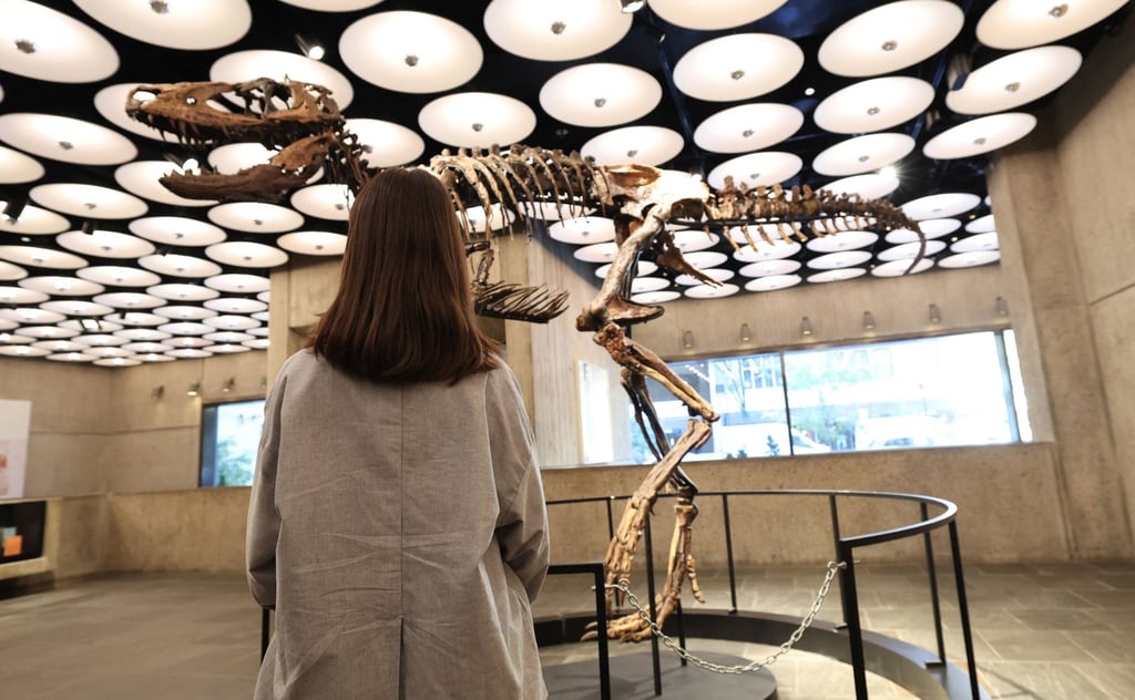 A woman looks at a Nanotyrannus dinosaur skeleton named “Jodi” during a preview of coming auctions at Sotheby’s in New York on October 13. Photo: AFP