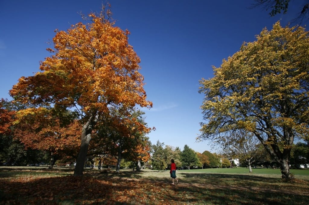 Autumn colours in British Columbia. Photo: Deddeda Stemler