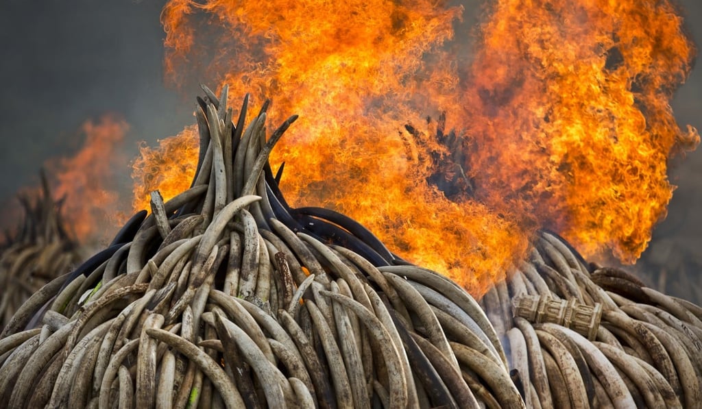 Pyres of ivory are set on fire in Nairobi National Park, Kenya. Photo: AP Photo Pyres of ivory are set on fire in Nairobi National Park, Kenya. Photo: AP Photo