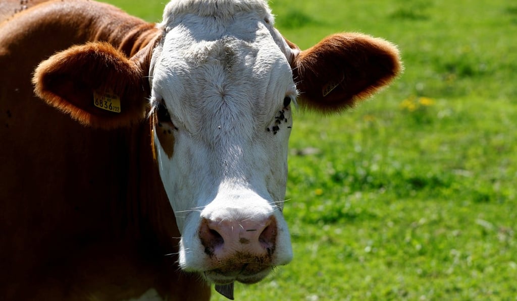 Cows and sheep have high carbon footprints. Beef production alone accounts for 41 per cent of the livestock sector’s total emissions. Photo: Reuters