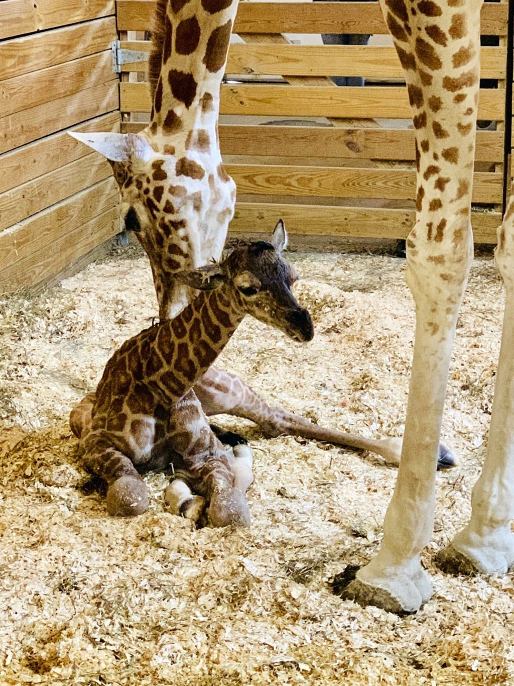 April the Giraffe with her new male calf. Photo: Animal Adventure Park via AP April the Giraffe with her new male calf. Photo: Animal Adventure Park via AP