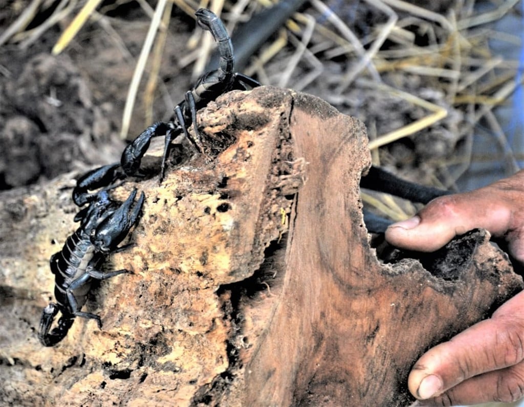 A man reveals two scorpions hiding under a rotting log. Photo: Tibor Krausz