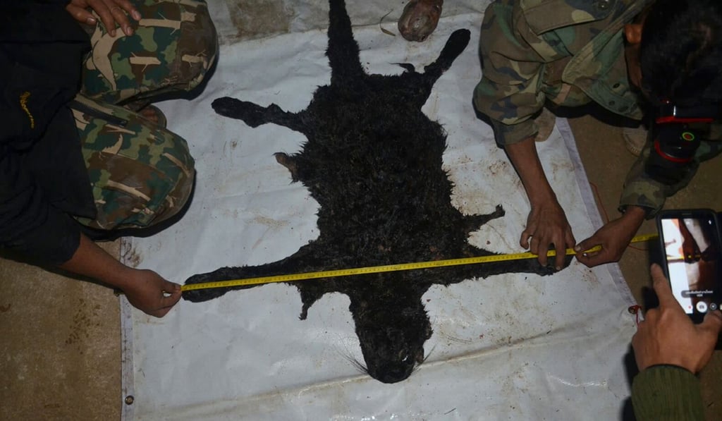 Officials inspect the skin of a black leopard seized during Premchai’s arrest. Photo: AFP Officials inspect the skin of a black leopard seized during Premchai’s arrest. Photo: AFP