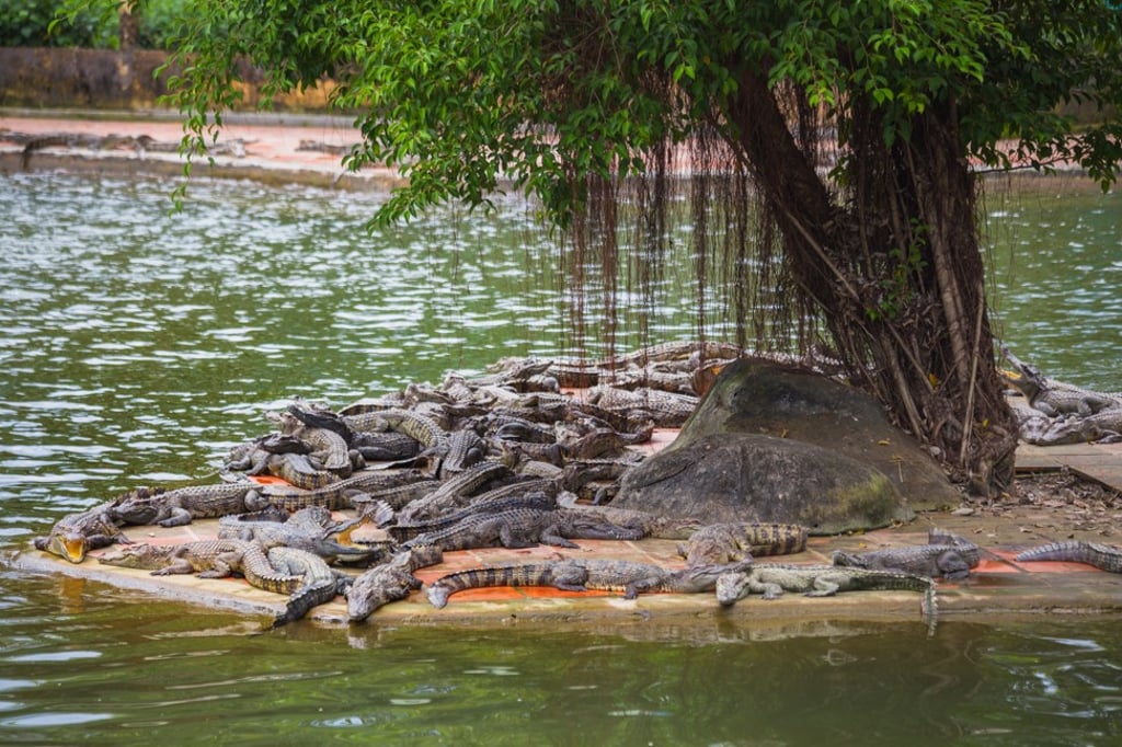Hermès owns crocodile farms in Cairns, Australia and Louisiana, United States. Photo: Shutterstock Hermès owns crocodile farms in Cairns, Australia and Louisiana, United States. Photo: Shutterstock