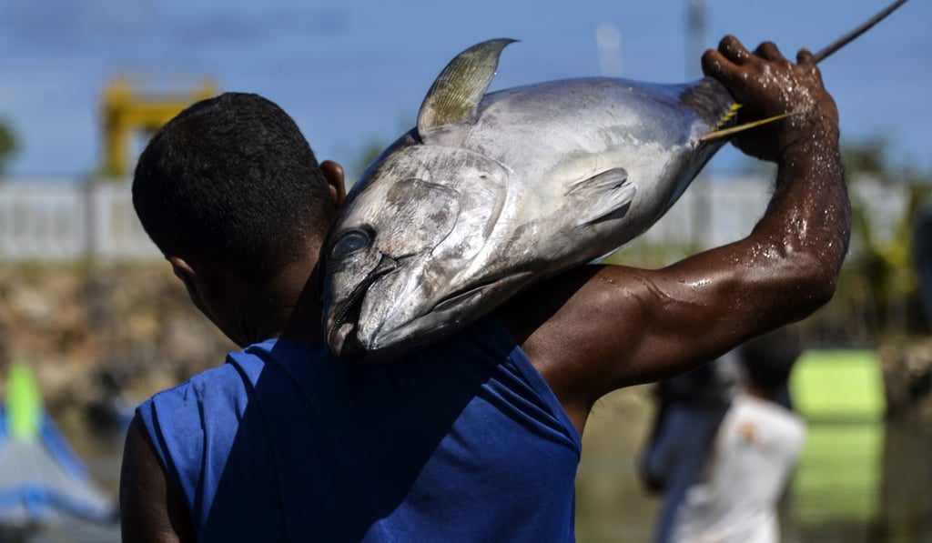 An Indonesian fisherman unloads his catch of yellowfin tuna at Banda Aceh. Photo: AFP An Indonesian fisherman unloads his catch of yellowfin tuna at Banda Aceh. Photo: AFP