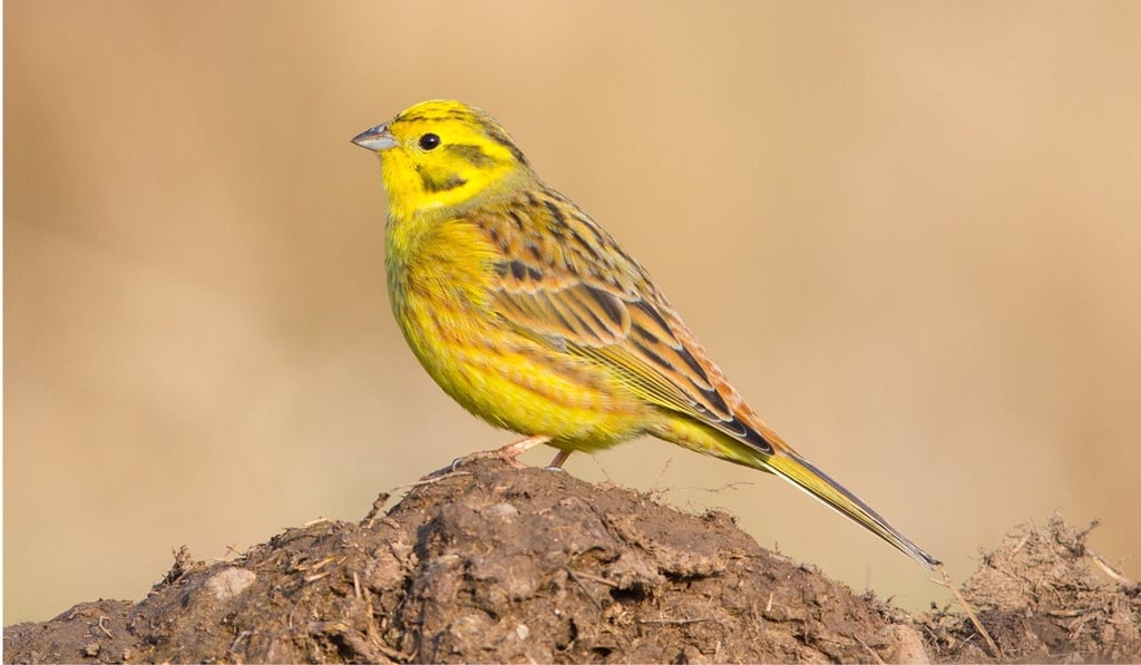 A male Yellowhammer. File photo: handout