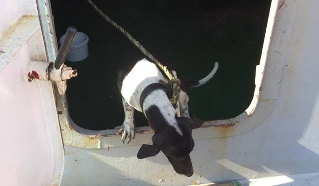 A photo posted online of the dog from Thailand that was put down by Hong Kong officials. Photo: Internet