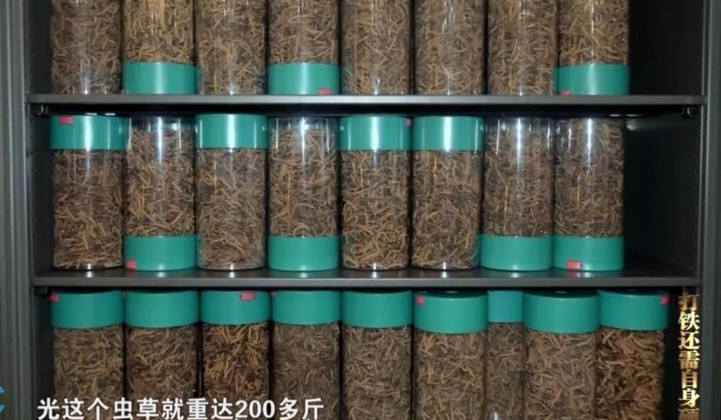 In Hong Kong, cordyceps sells for about US$47 per gram, making it more expensive than gold. Photo: CCTV