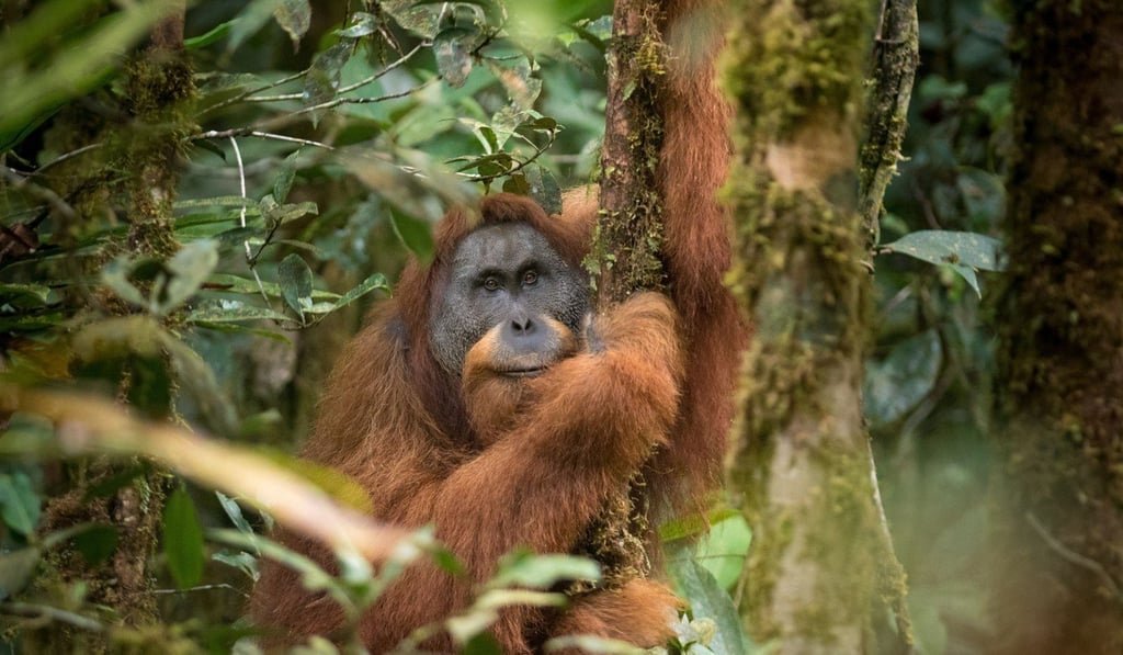 The Batang Toru dam project will mean extinction for the Tapanuli orangutan, a great ape that is unique to the area.