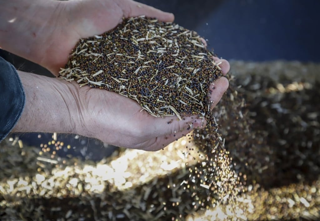 Canola grower David Reid checks on his storage bins full of last year's crop of canola seed on his farm near Cremona, Alberta, Canada, on Friday. Photo: AP