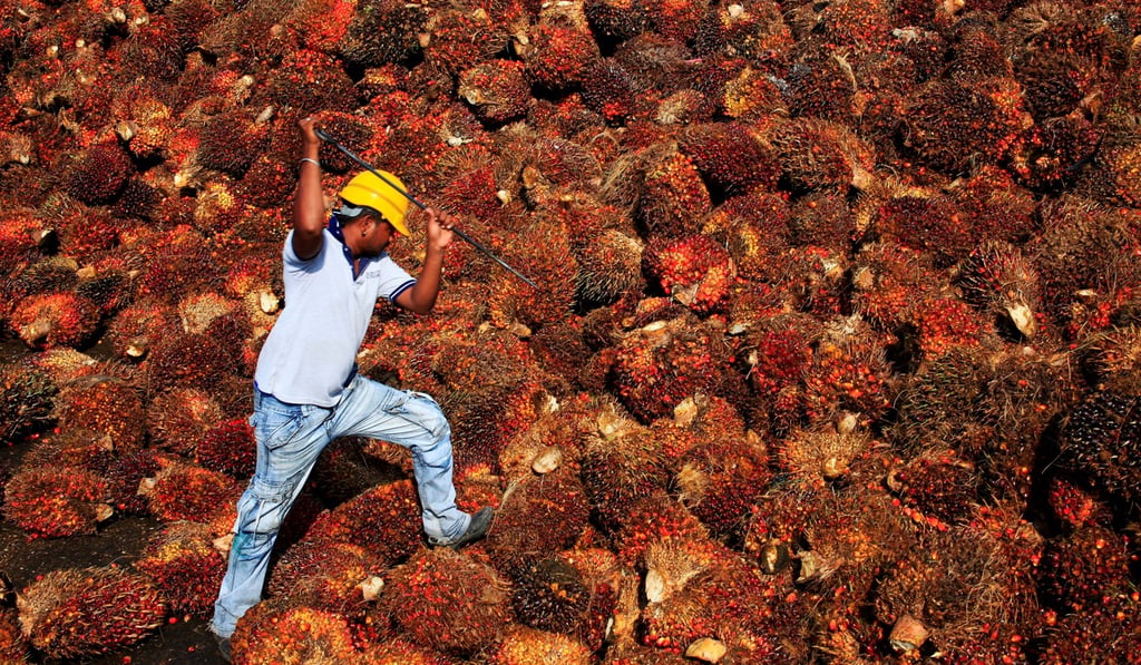 A worker collects palm oil fruit inside a factory in Sepang, Malaysia. Photo: Reuters