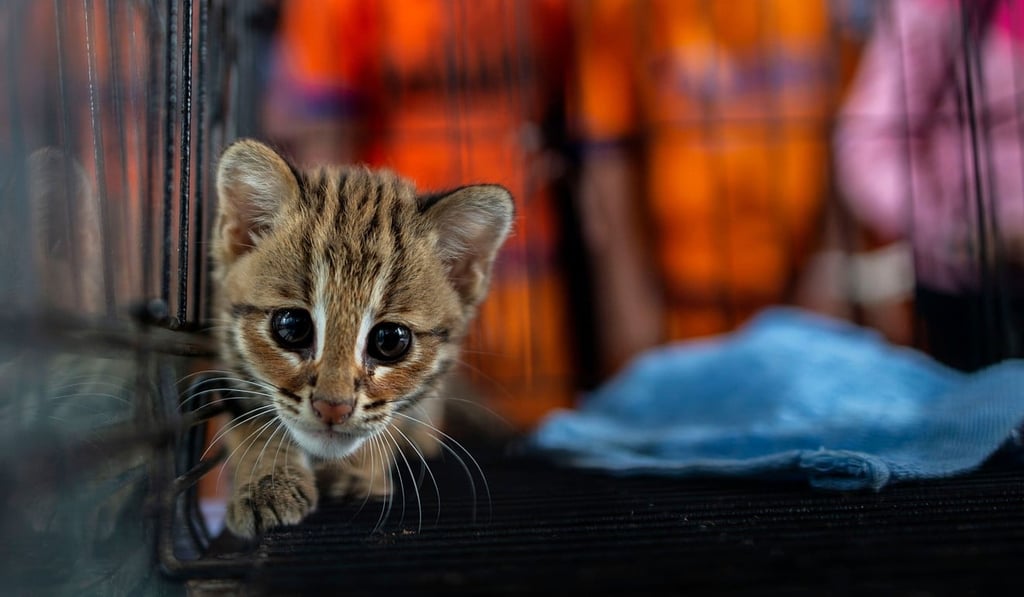 Other animals such as this juvenile bearcat were also seized. Photo: AFP Other animals such as this juvenile bearcat were also seized. Photo: AFP