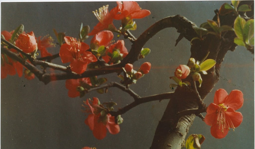 Chinese quince, Yinxian Wu. Photo: Levy Gorvy Chinese quince, Yinxian Wu. Photo: Levy Gorvy