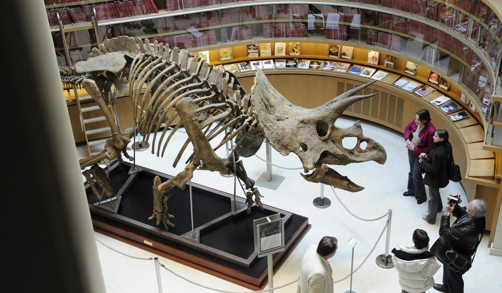 A triceratops skull on display in Paris in 2008. Photo: AFP