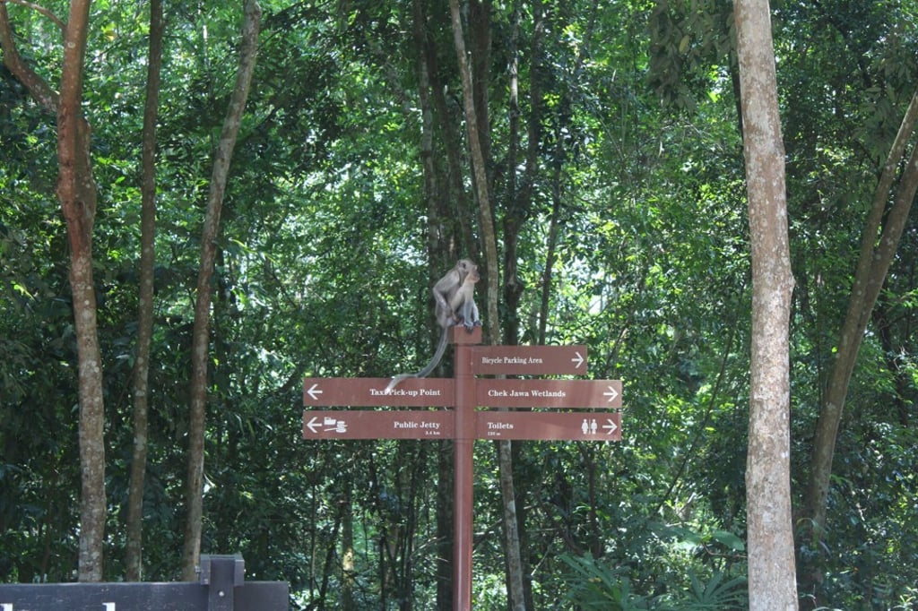 Pulau Ubin is known for its long-tailed macaques. Photo: Tommy Walker.