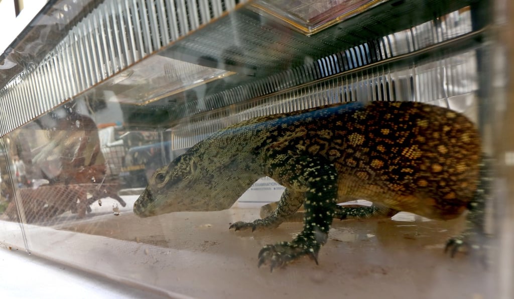 One of the juvenile Komodo dragons seized from smugglers by the police. Photo: EPA