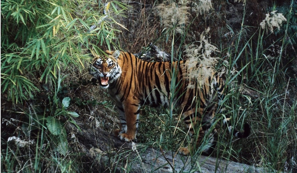 India’s tiger population is expected to increase this year. Photo: Alamy India’s tiger population is expected to increase this year. Photo: Alamy