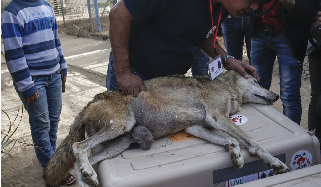 A member of Four Paws checks a sedated fox. Photo: AFP A member of Four Paws checks a sedated fox. Photo: AFP