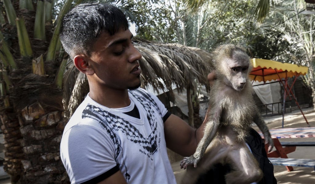 A Palestinian worker with a monkey. Photo: AFP A Palestinian worker with a monkey. Photo: AFP
