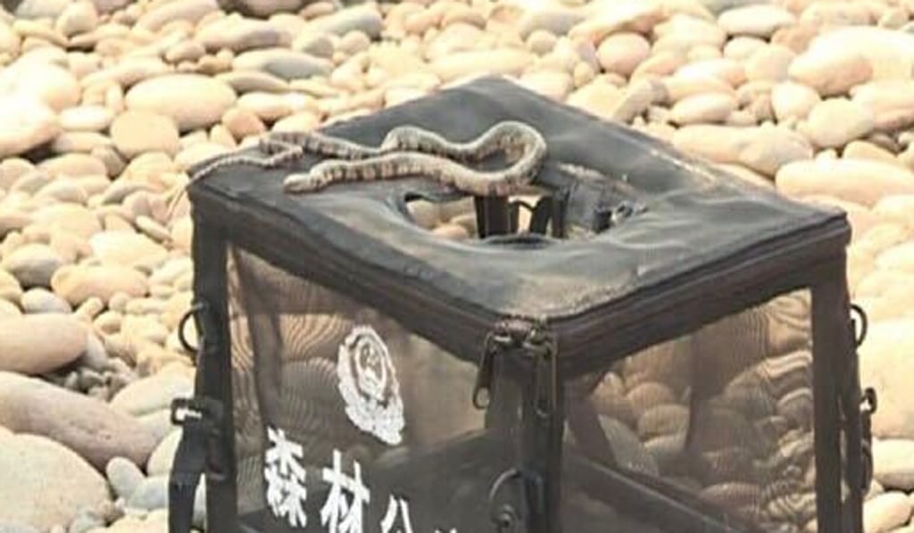 Police say most of the snakes recaptured were non-venomous. Photo: Weibo