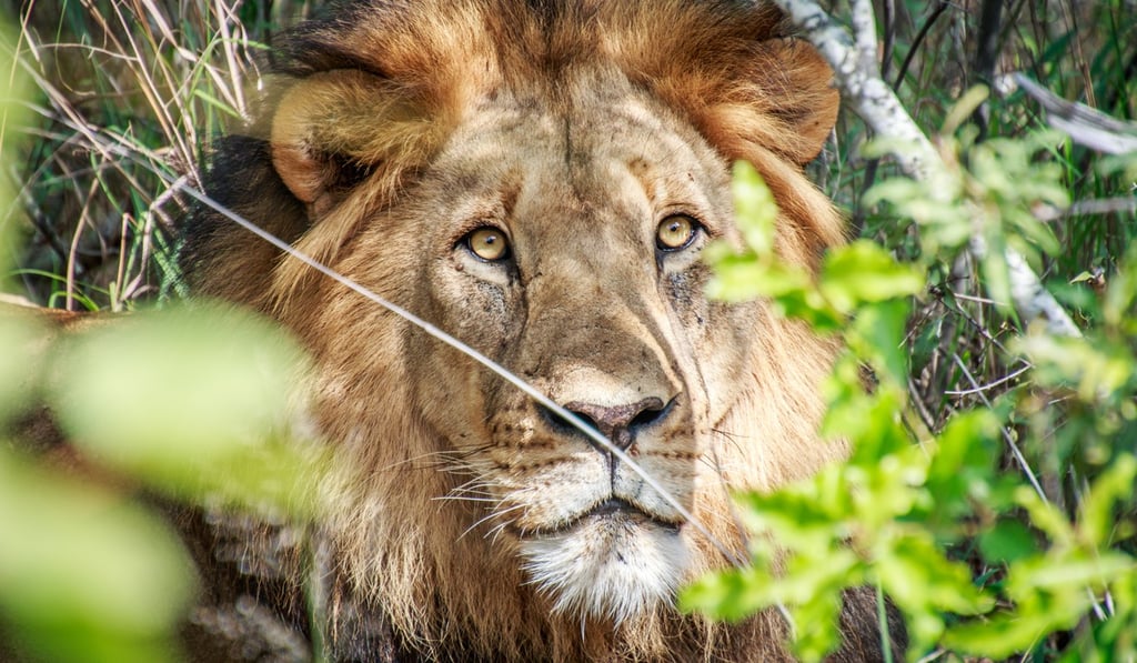 A male lion looks through the bushes in the Kruger National Park in South Africa. Photo: Shutterstock A male lion looks through the bushes in the Kruger National Park in South Africa. Photo: Shutterstock