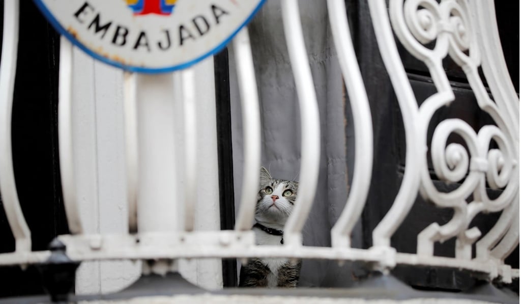 ‘James’ the cat looks out of a window at the Ecuadorean embassy, where WikiLeaks founder Julian Assange has been holed up for seven years. Photo: AFP