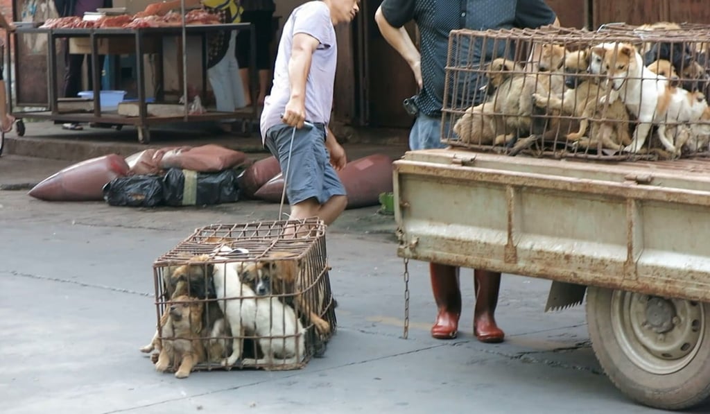 In total some 30 million dogs are slaughtered every year in countries including China, Vietnam, Thailand, Cambodia and Japan. Photo: World Dog Alliance