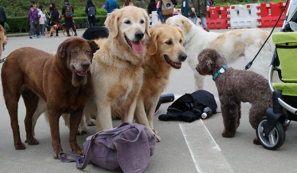 Not vaccinating pets is not only wrong, it’s actually animal cruelty and should be treated as such. Photo: Edmond So