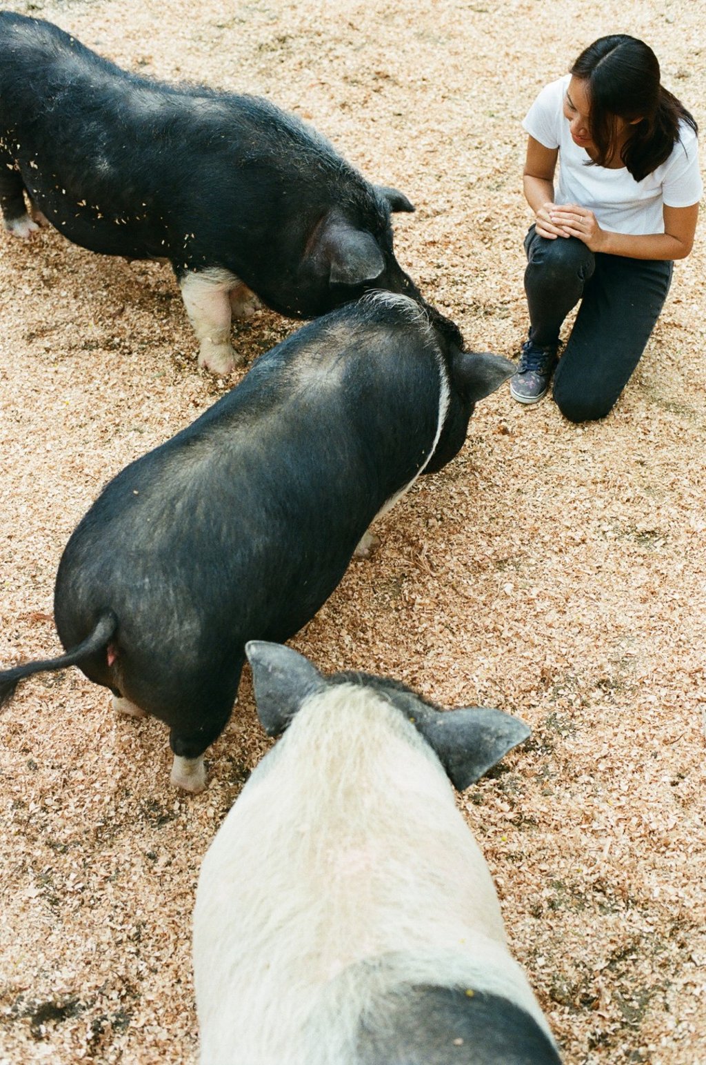 Justine Kwok, founder of Flow, the experiential farm and animal sanctuary in Zhongshan, in Guangdong province, with some of the “clan of piggies” under her care, including Dong Dong (bottom). Photo: Abdela Igmirien Justine Kwok, founder of Flow, the experiential farm and animal sanctuary in Zhongshan, in Guangdong province, with some of the “clan of piggies” under her care, including Dong Dong (bottom). Photo: Abdela Igmirien