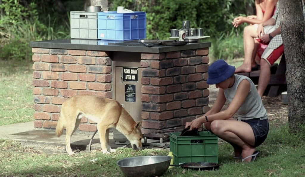 A large and healthy male dingo scrounging for scraps near tourists at Waddy Point, Fraser Island. Photo: AP