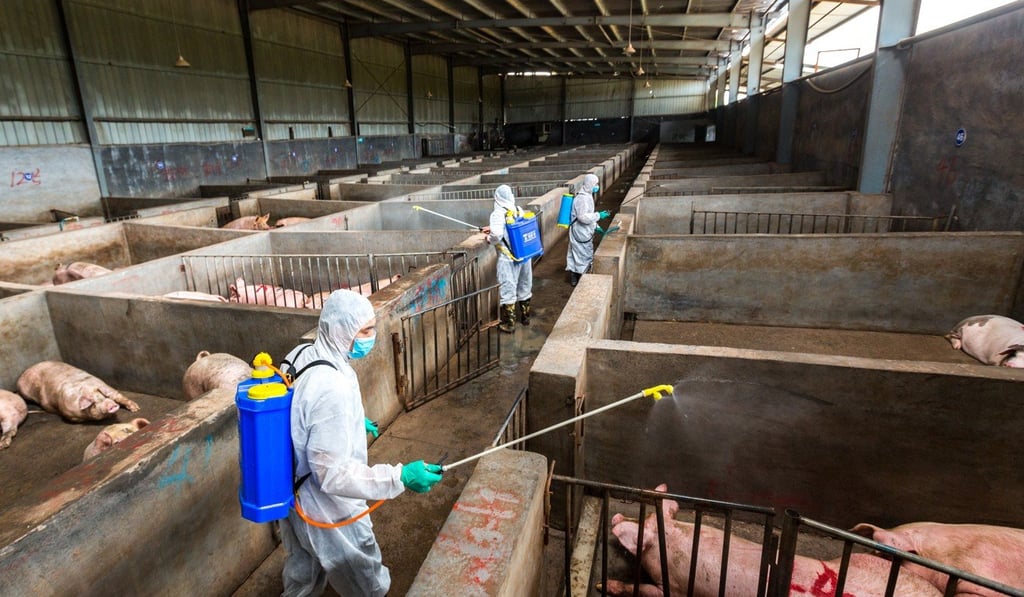 An estimated 200 million pigs in China could be culled or die from African swine fever during the epidemic. Photo: ImagineChina