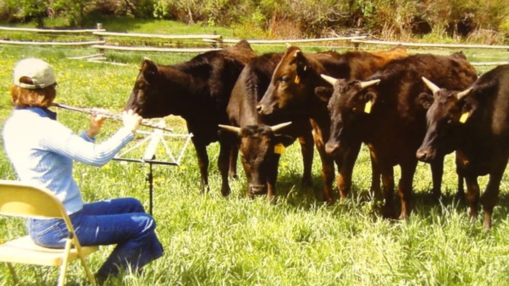Musician Nadine Asin, previously a member of the Metropolitan Opera Orchestra in New York, plays music to Wagyu cattle reared for The Little Nell hotel in Colorado.