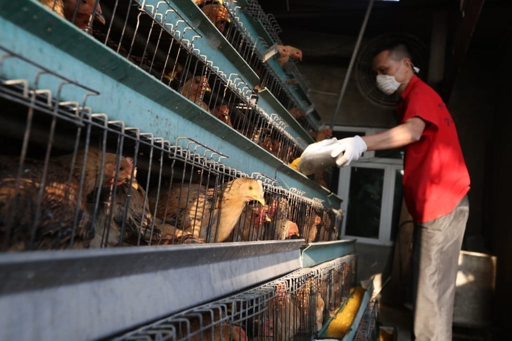 China relies on imported breeding stock for production of white-feathered broiler chickens, which account for more than half the country’s chicken supply. Photo: SCMP