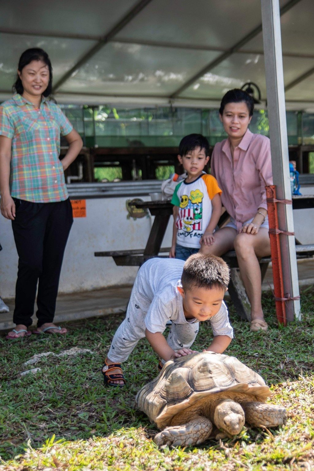 A child playing with a sulcata tortoise at the Live Turtle and Tortoise Museum. Photo: AFP A child playing with a sulcata tortoise at the Live Turtle and Tortoise Museum. Photo: AFP