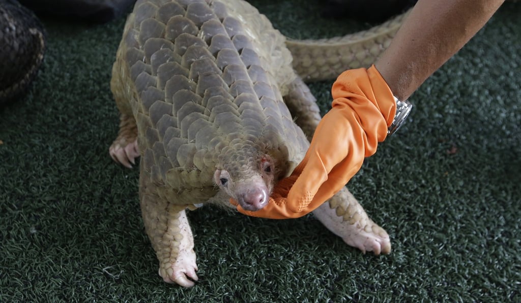 The previous World Wildlife Conference was used to upgrade protections for pangolins. Photo: AP