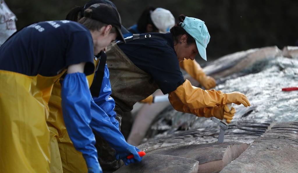 Barbie Halaska, Marine Mammal Centre necropsy manager, cuts into a grey whale that washed up on the shores of the San Francisco Bay on April 23. Photo: AFP Barbie Halaska, Marine Mammal Centre necropsy manager, cuts into a grey whale that washed up on the shores of the San Francisco Bay on April 23. Photo: AFP