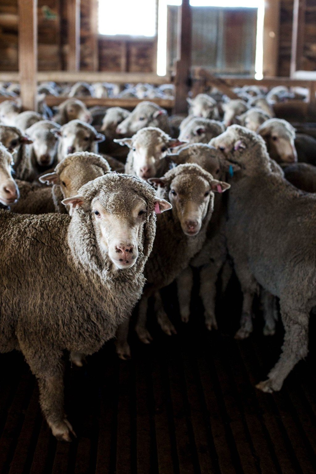 Ermenegildo Zegna was the first company to support wool growers and the Australian Superfine Wool Growers Association (ASWGA).
