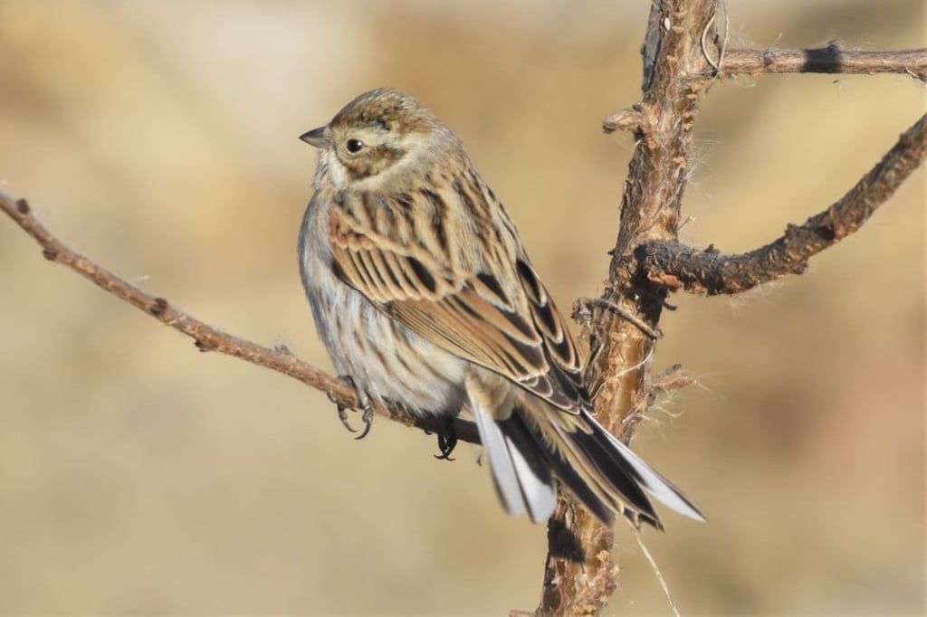 A common reed bunting at the Huairou Reservoir. Photo: Shi Jin