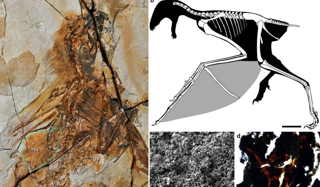 The 163-million-year-old fossil found in eastern China showed long, strong forearms draped in a smooth cape-like membrane. Photo: Handout