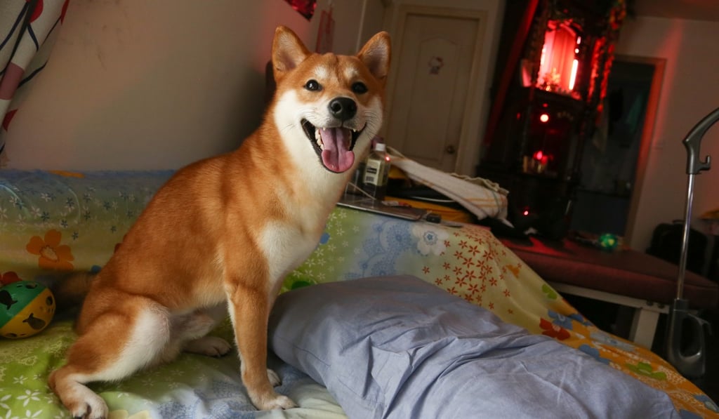 A Japanese Shiba. Photo: SCMP Pictures