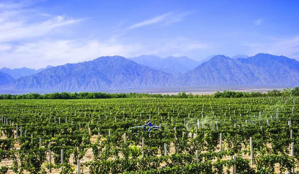 Vineyards at East Foothills of Helan Mountain in Ningxia Photo: Ningxia government